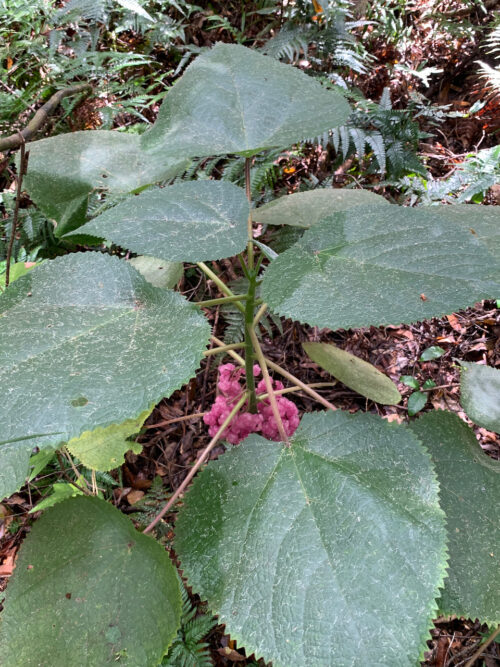 Dendrocnide moroides – Gympie Stinger (plant)