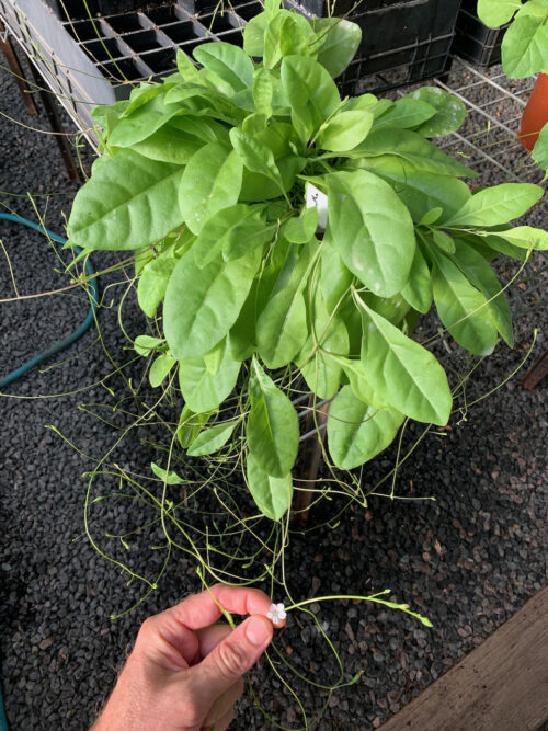 Nicotiana heterantha – Native Tobacco (seed)