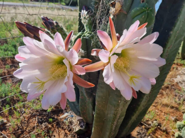 Trichocereus ‘Pink Scop x HHH’ (cactus)