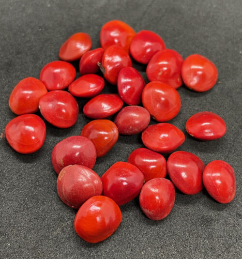 Adenanthera pavonina – Red Bead Tree (seed)