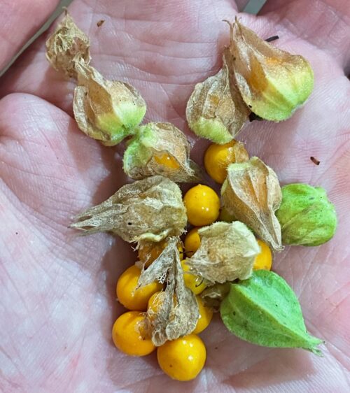 Withania somnifera – Ashwaghanda ‘Yellow Fruit’ (seed)