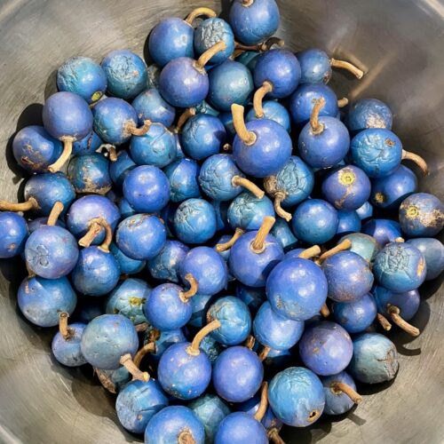 Elaeocarpus grandis – Blue Quandong (seed)