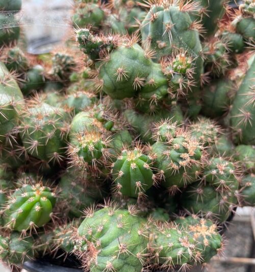 Trichocereus peruvianus ‘Icaro Monstrose’ (cactus)