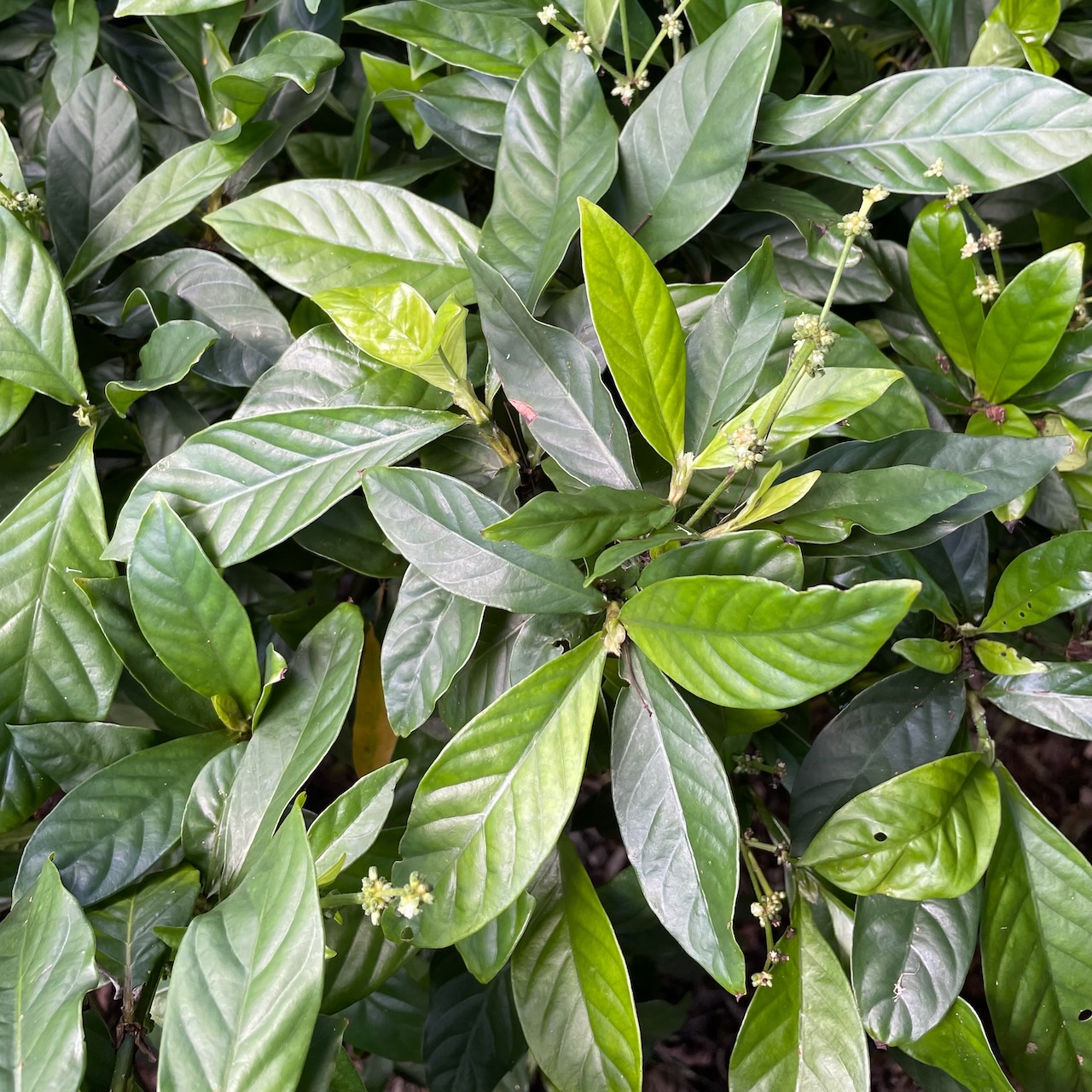 Psychotria cv. – Superior Cultivars (plant)