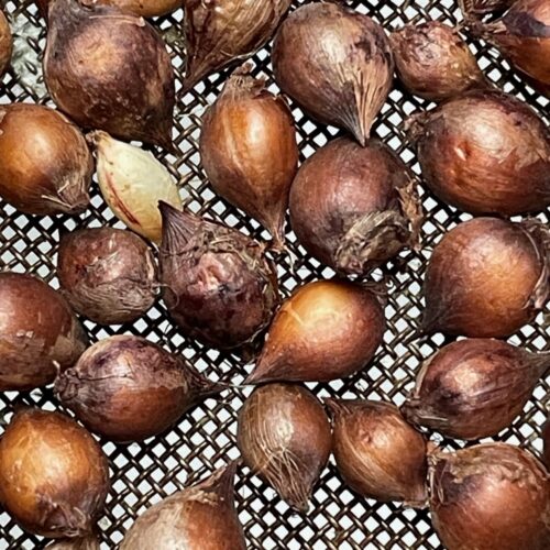 Cyperus bulbosus – Nalgoo/Bush Onion (seed)