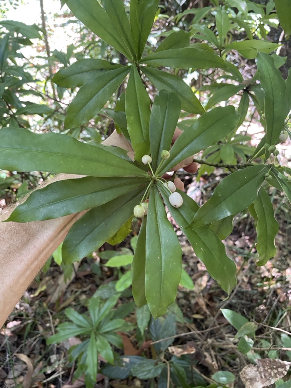 Tasmannia insipida