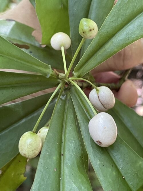 Tasmannia insipida – Scrub Pepperbush (plant)