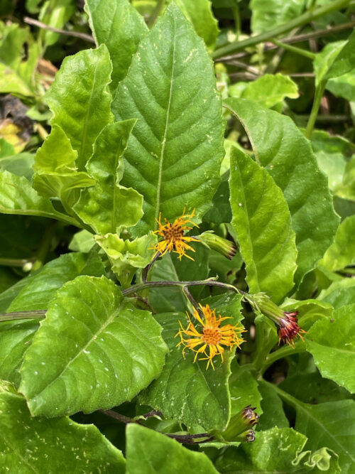 Gynura procumbens – Longevity Spinach (plant)