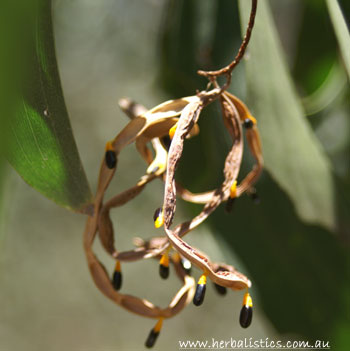 Acacia concurrens – Black Wattle (seed)