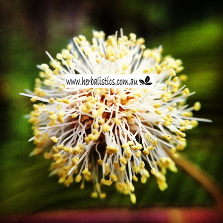 Anadenanthera Peregrina Yopo plant Herbalistics
