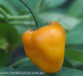 Capsicum pubescens ‘Orange Rocoto’ (seed)