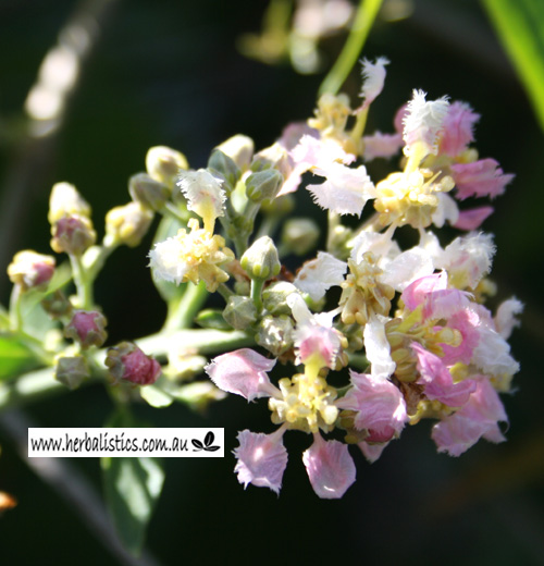 Banisteriopsis caapi ‘Enano’ (plant)
