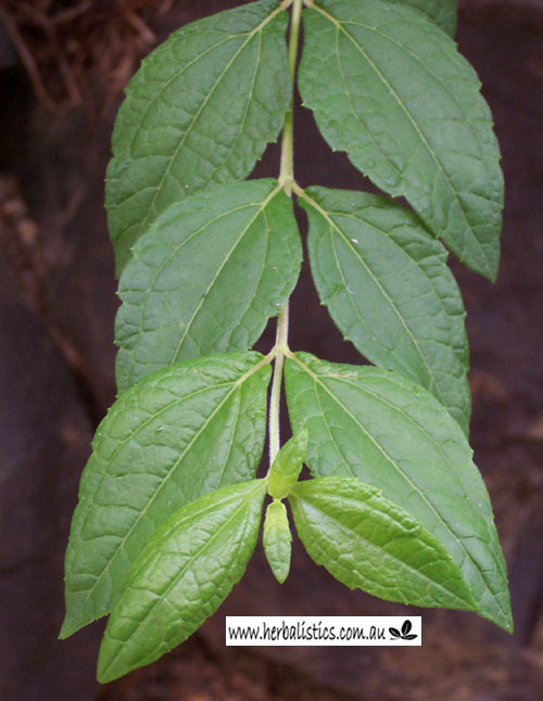 Calea zacatechichi – Dream Herb (plant)