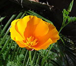 Californian Poppy (Eschscholzia californica) 50g