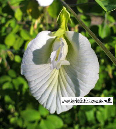 Clitoria ternatea – White Butterfly Pea (seed)