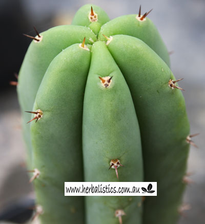 Trichocereus ‘HB03’ x ‘HB01’ (5 cacti)
