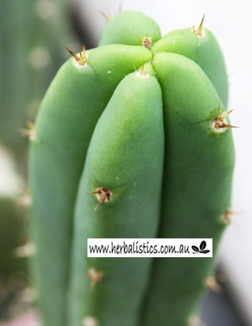 Trichocereus ‘HB04’ x ‘HB07’ (cactus)