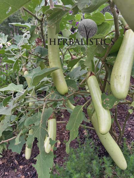 Solanum melongena – Louisiana Long Green Eggplant (seed)