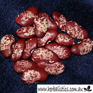 Phaseolus lunatus – Madagascar Bean (seed)