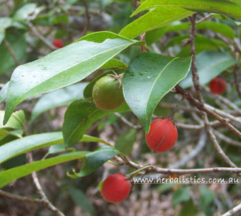 Mimusops elengi – Red Coondoo (plant)