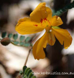 Petalostylis cassioides – Butterfly Bush (seed)