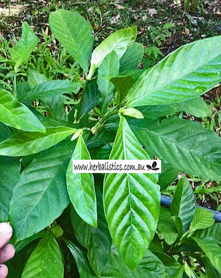 Psychotria viridis – Chacruna ‘Brazil’ (plant)