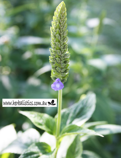 Salvia hispanica – Chia (seed)