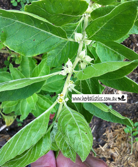 Withania somnifera – Ashwaghanda ‘African’ (plant)