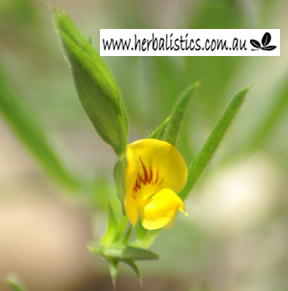 Zornia latifolia – Maconha Brava (seed)