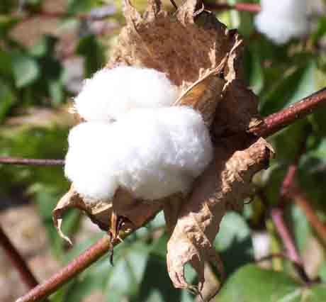 Gossypium herbaceum – Cotton (seed)