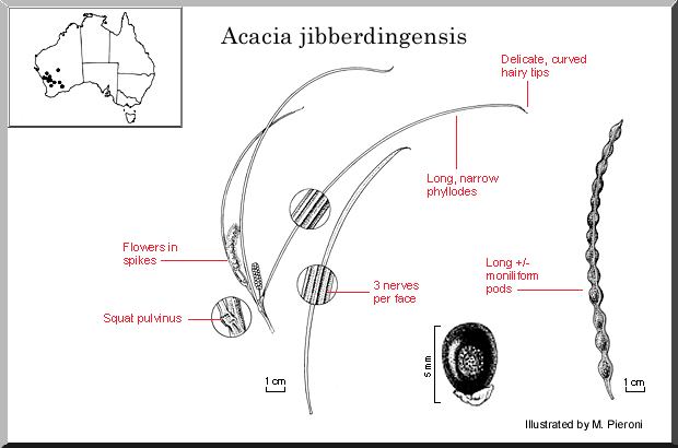 Acacia jibberdingensis – Jibberding Wattle (seed)